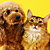 Cats and Dogs
